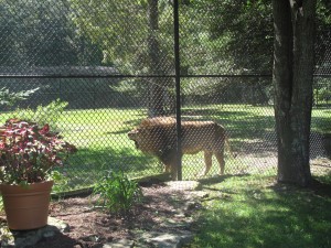 Cape May Zoo Lion