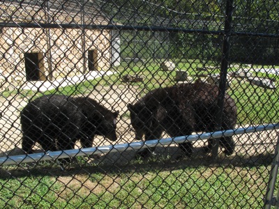 Cape May Zoo Archives - Bacchus Inn Bacchus Inn